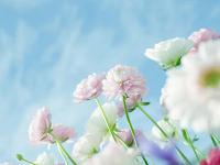 力士洗發(fā)水怎么樣（有防脫發(fā)的嗎）
